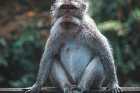 胖猴仔的秘密 - 了解中国最可爱的猴子