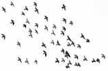 鹰击长空：探索鹰类的飞行之谜