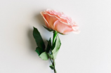 路易十四玫瑰花：皇家尊贵的象征