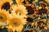 《向日葵图片大全》欣赏美丽的太阳花